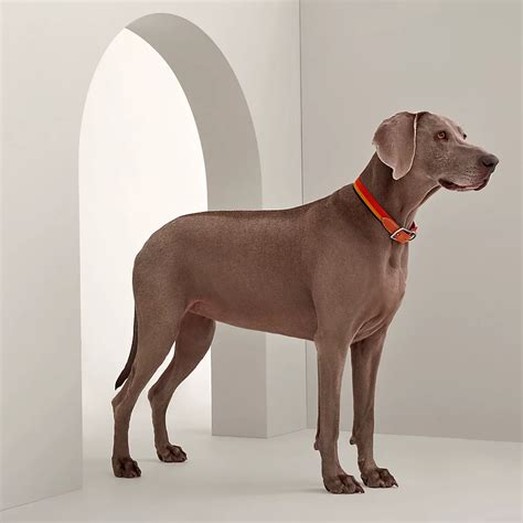 dog twilly hermes|Hermes knitted dog collars.